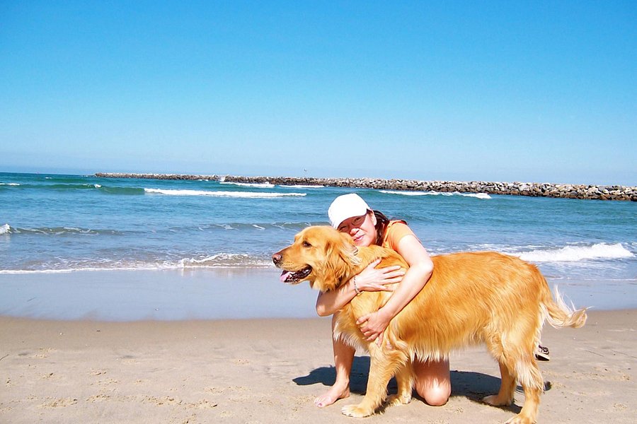 Coronado Dog Beach image