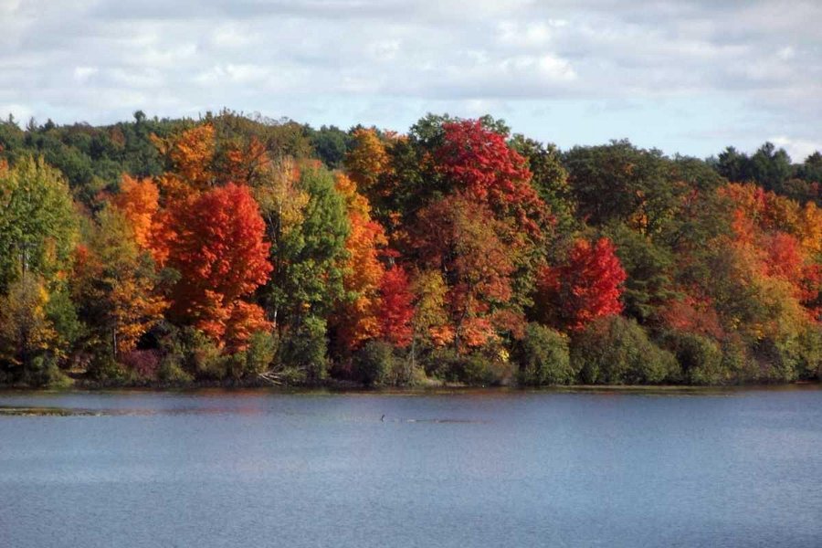 Ooms Conservation Area at Sutherland Pond image