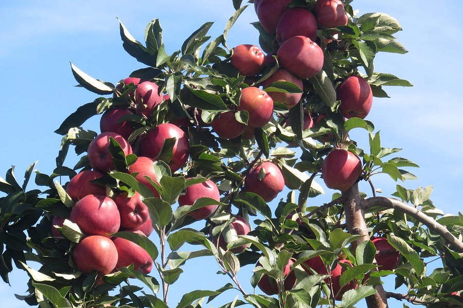 Ochs Orchard image