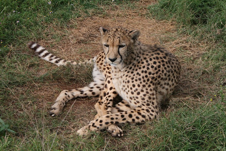 Daniell Cheetah Project image