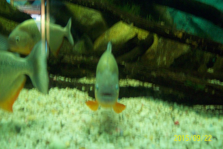 Merida Aquarium (Jardin Acuario de Merida) image