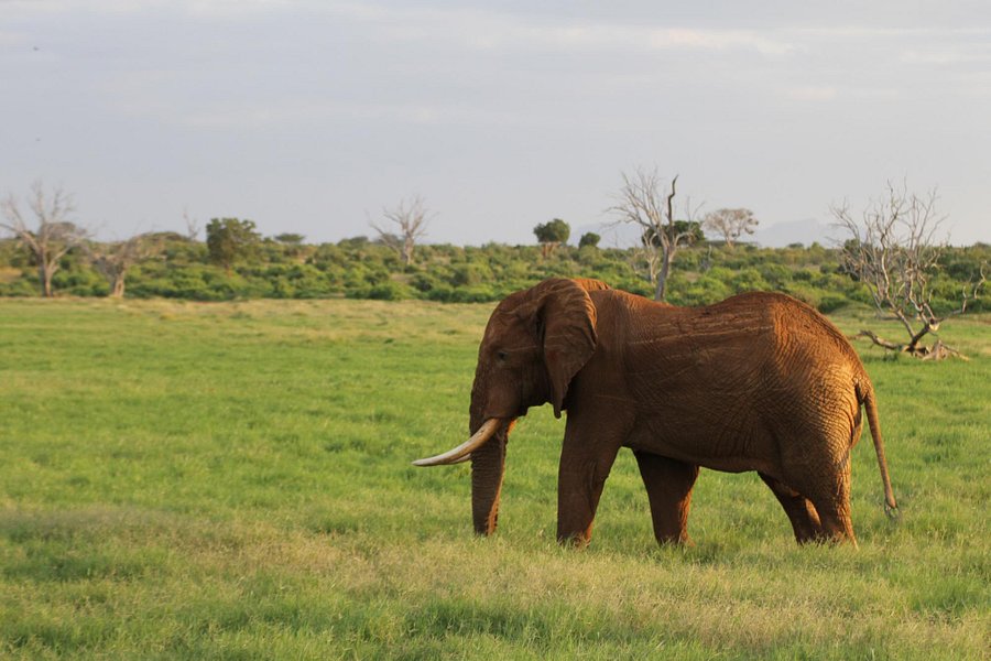 Giornale Kenya Safari - Day Tours image