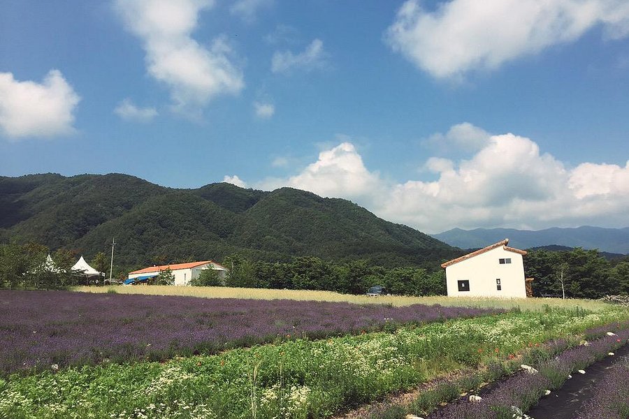Haneui Lavender Farm image