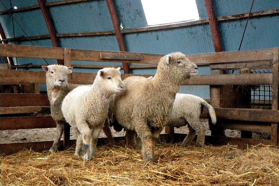 Ishida Sheep Farm image