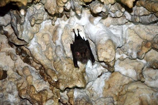 Bat Cave image