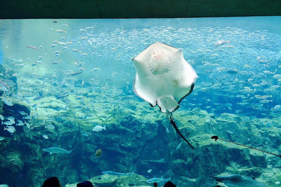 Kujukushima Aquarium Umikirara image
