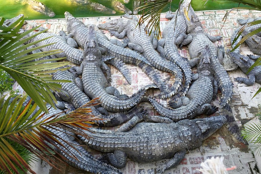 Battambang Crocodile Farm image