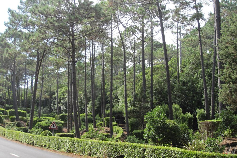 Parque Florestal de Sao Joao image