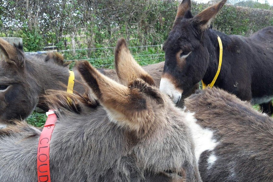 The Donkey Sanctuary image