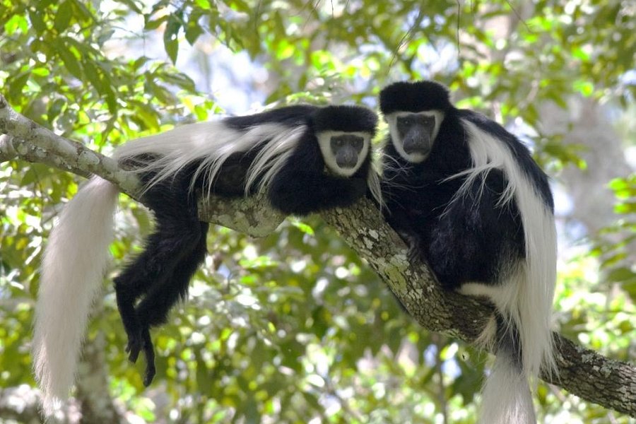 Colobus Conservation image