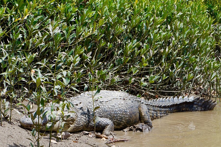 Whitsunday Crocodile Safari image