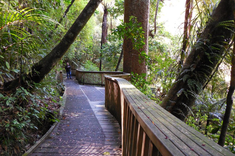 AH Reed Kauri Park image