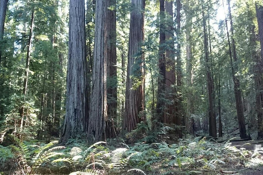Montgomery Woods State Reserve image