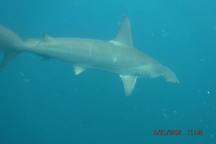 Florida Shark Diving image