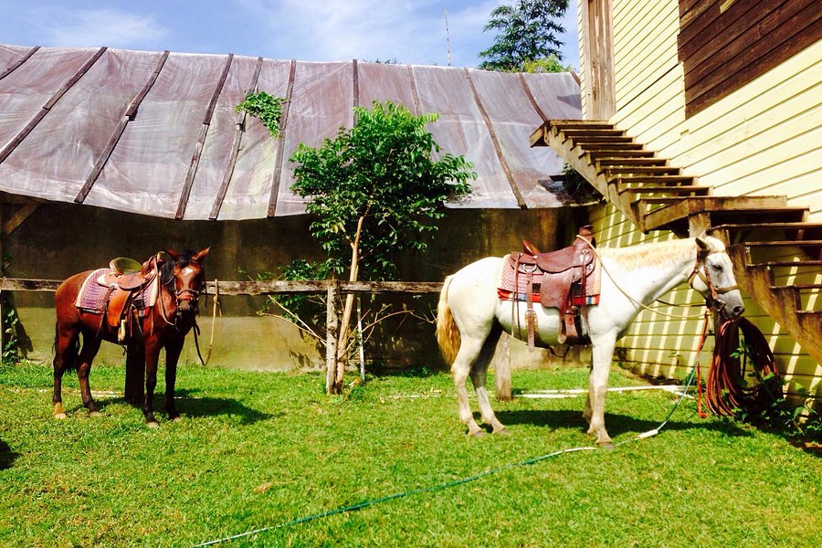 Panama Horseback Adventures image