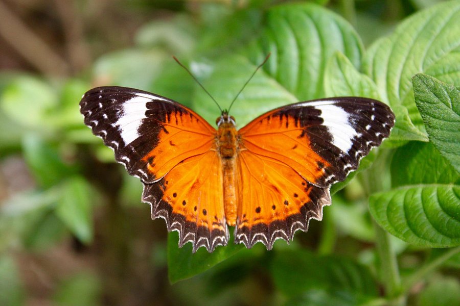 Coffs Harbour Butterfly House image