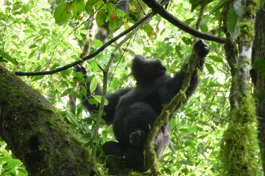 Kalinzu Central Forest Reserve image