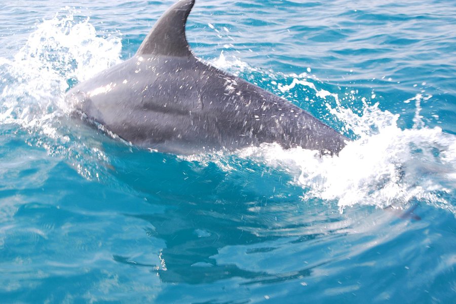Jonian Dolphin Conservation image