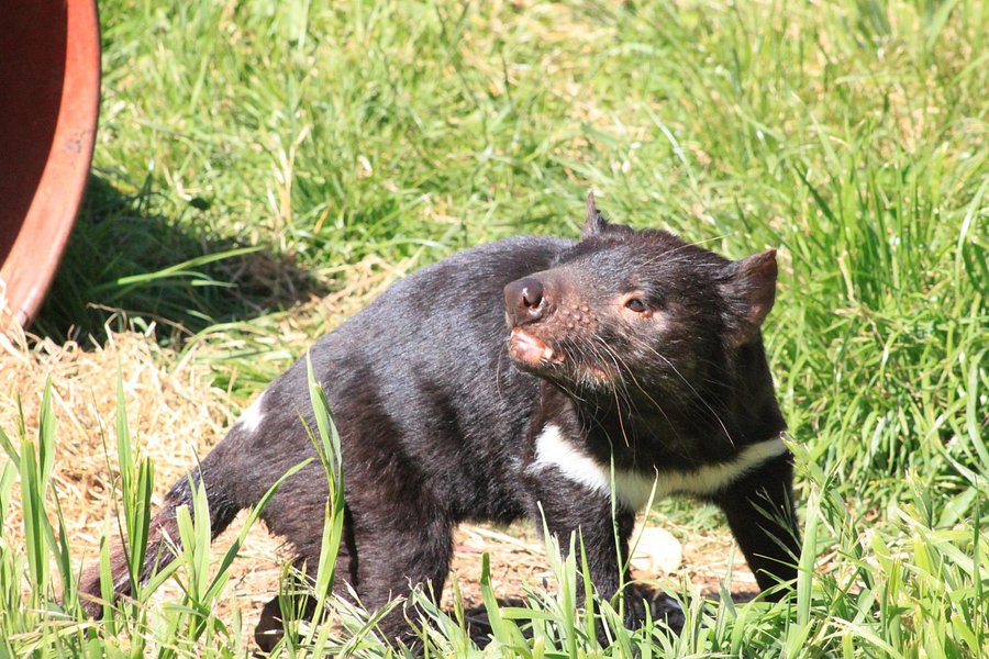 Tasmanian Devil Unzoo image