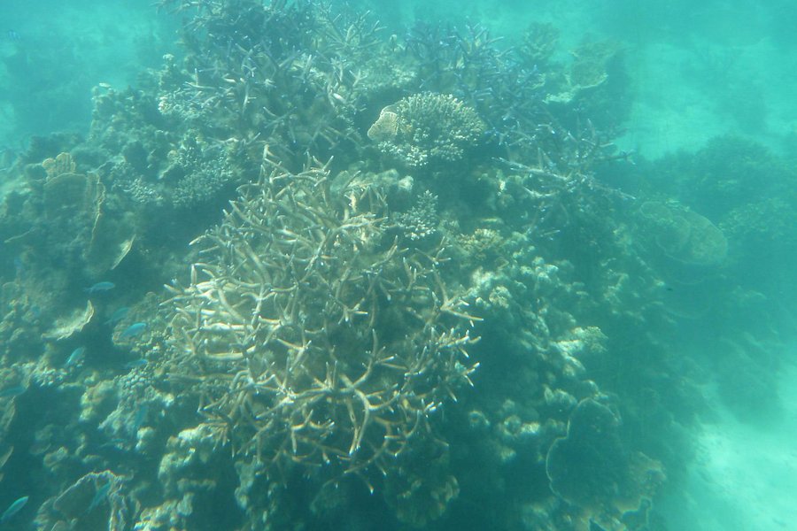Ningaloo Reef image