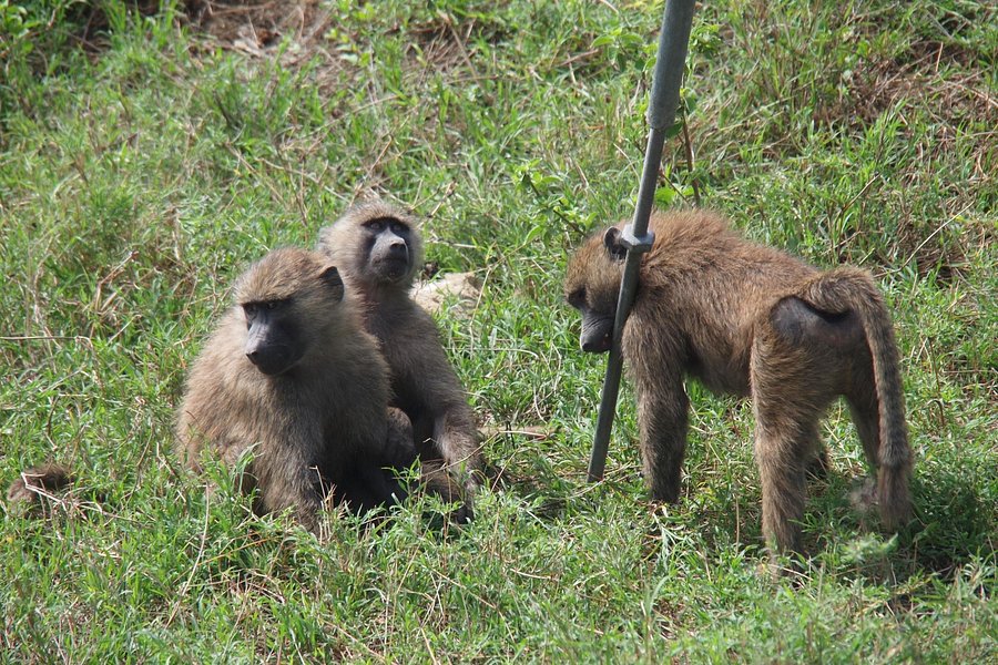 Baboons & Vervits image