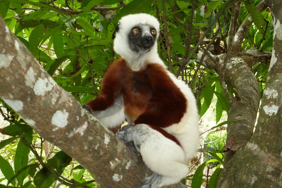 Madagascar Exotic image