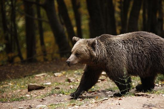Arcturos Brown Bear Sanctuary image
