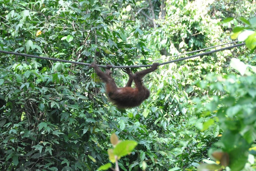 Sepilok Orangutan Rehabilitation Centre image
