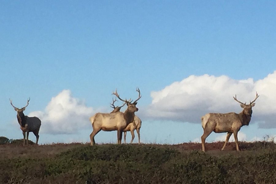 Tule Elk Preserve image