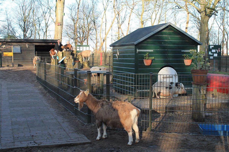 Kinderboerderij Velserbeek image