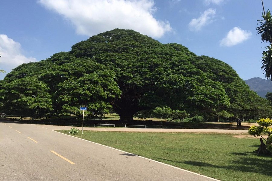 Giant Tree Kanchanaburi image