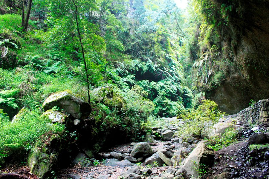 Bosque de Los Tilos image
