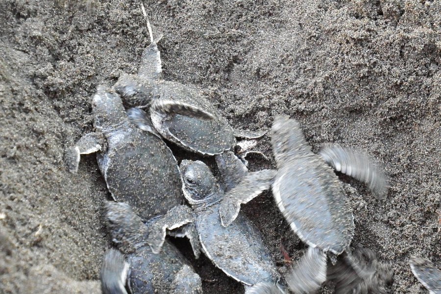 Sea Turtle Conservancy image