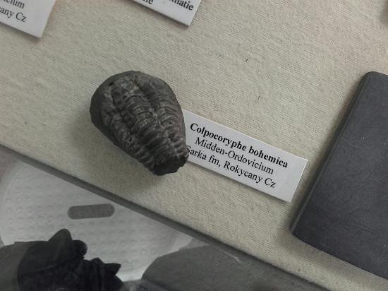 Geologisch Museum Velp image