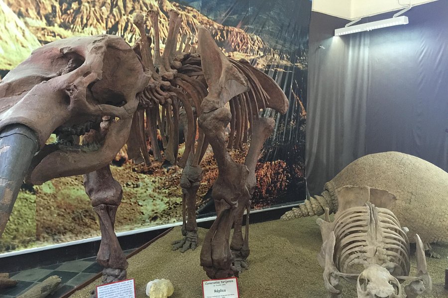 Museo Paleontologico y Arqueologico image
