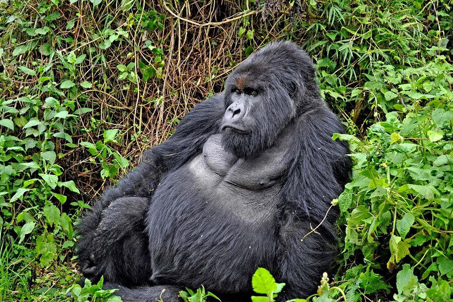 Virunga National Park - Mount Nyiragongo & Mountain Gorilla Treks image