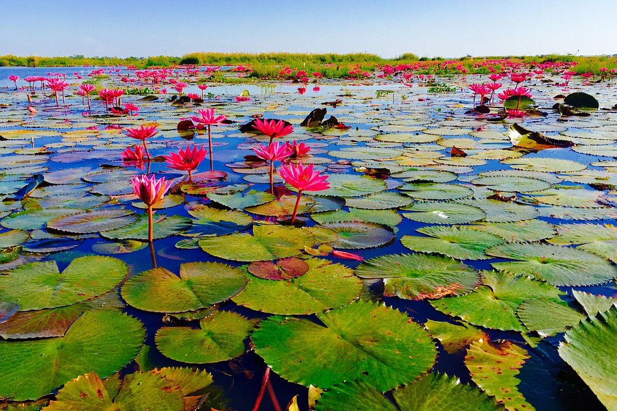 Red Lotus Lake image