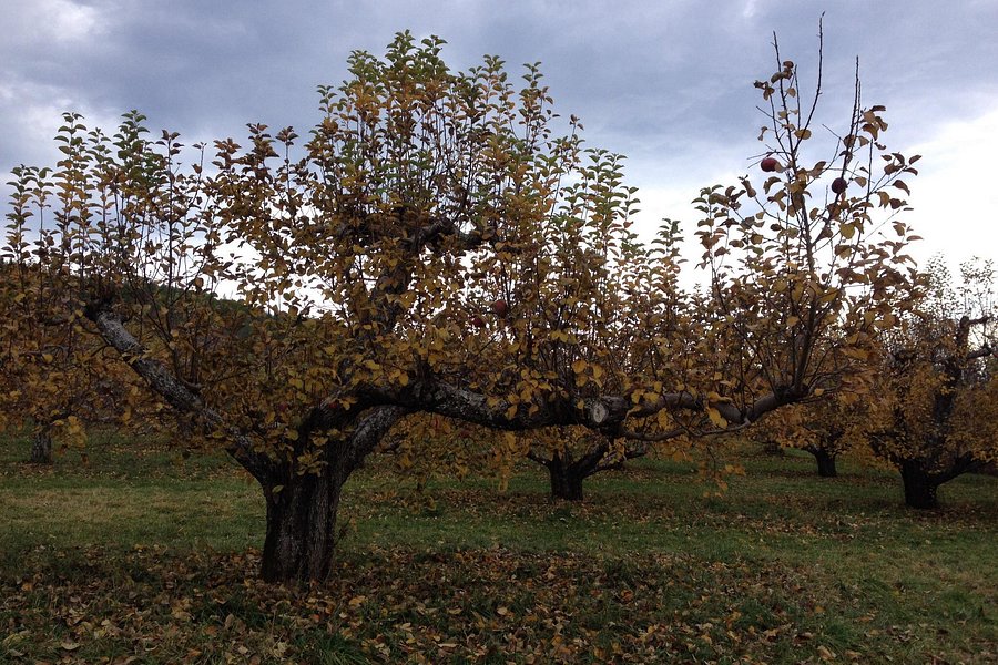 Poverty Lane Orchards & Farnum Hill Cider image