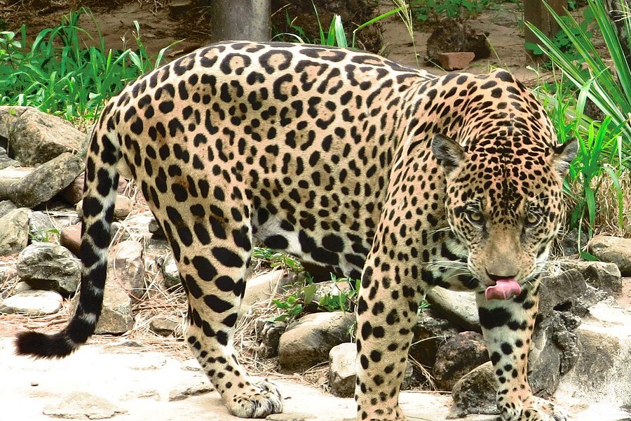 Zoológico Municipal de Fauna Sudamericana Noel Kempff Mercado image