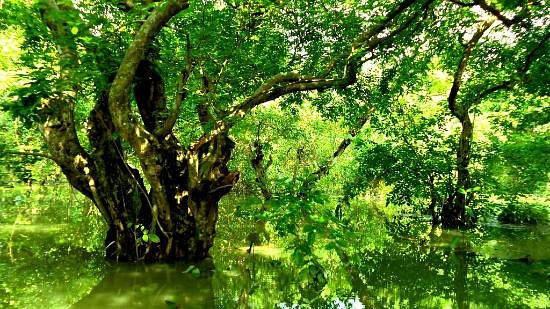 Ratargul Swamp Forest image