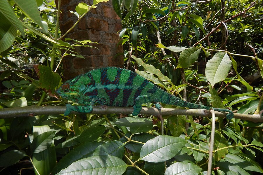 Reserve Peyrieras Madagascar Exotic image