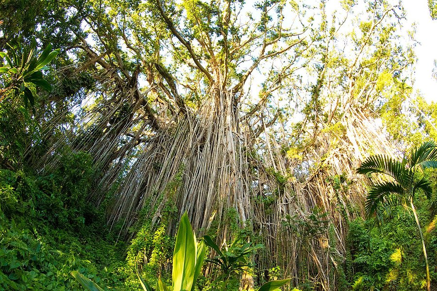 Giant Banyan Tree image