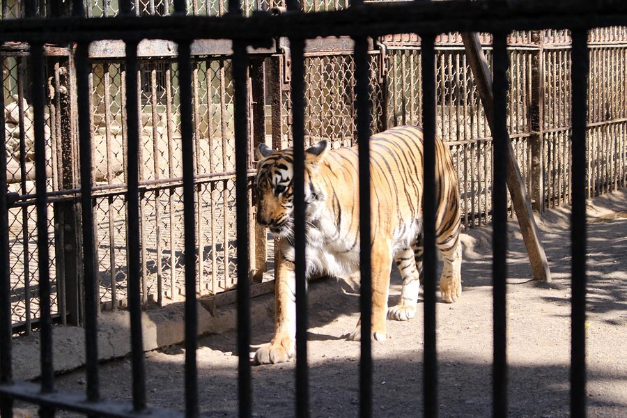 Sakkarbaug Zoological Gardens image