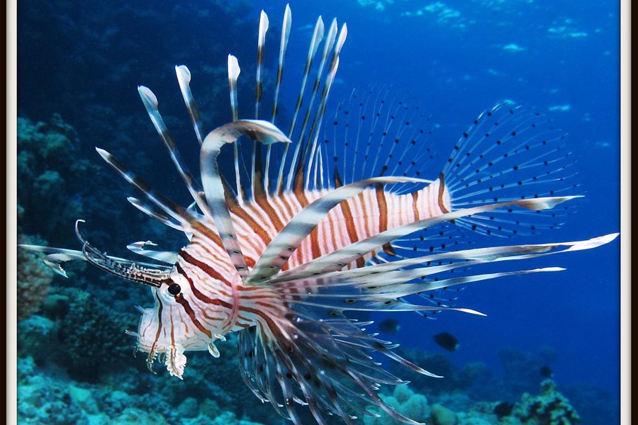 Marine Aquarium image