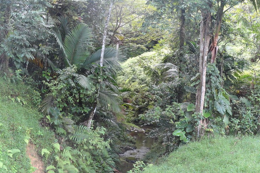 Tobago Main Ridge Forest Reserve image