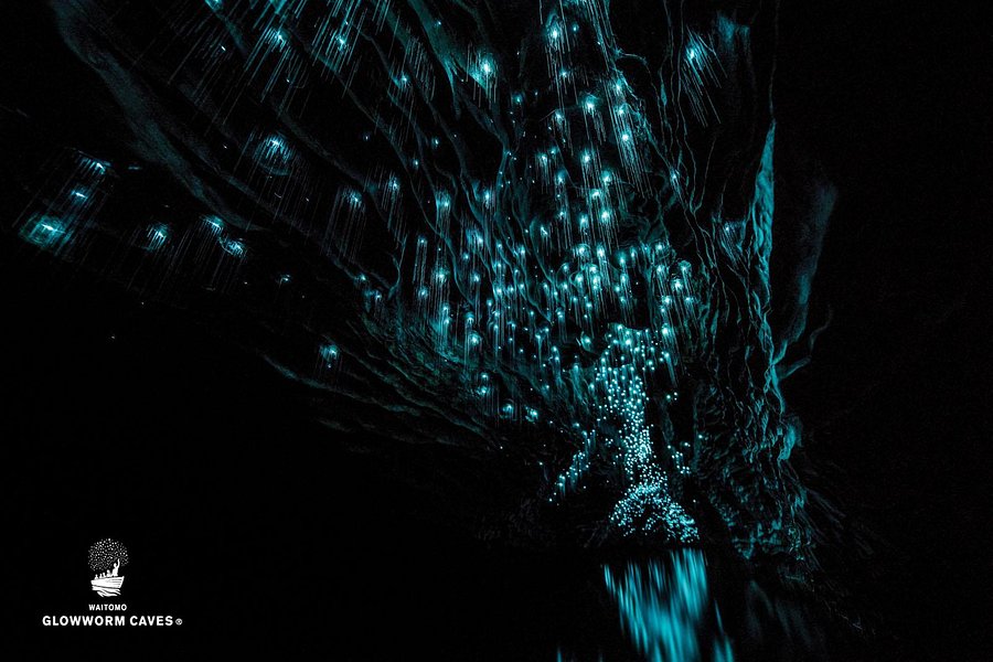 Waitomo Glowworm Caves image