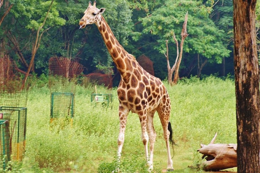 Arignar Anna Zoological Park image