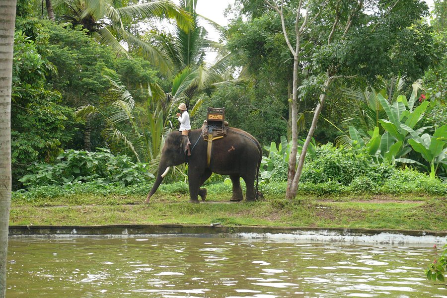 Bali Elephant Camp image