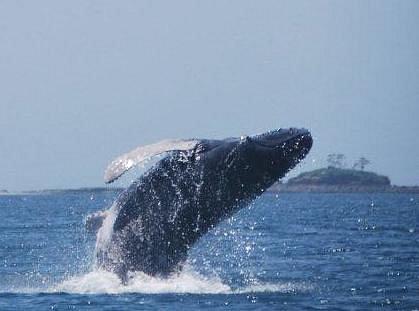 Whale and Dolphin Wisdom Retreats image