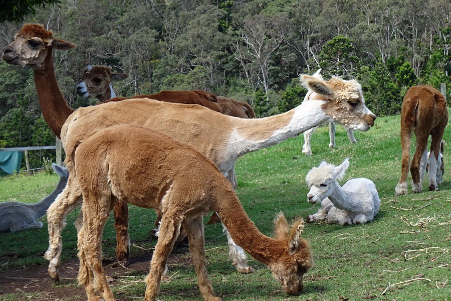 Mountview Alpaca Farm image
